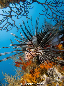 Lionfish at the shipwreck by Beate Seiler 